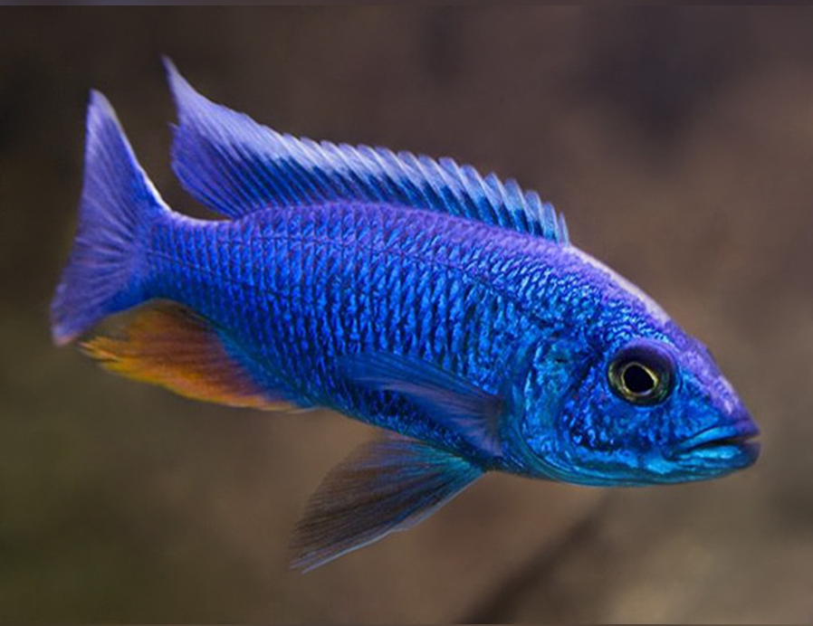 Hi fin Blue Electric Blue Hap Cichlid