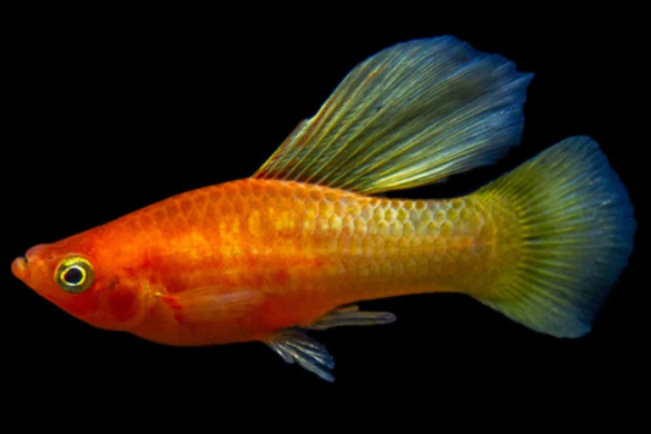Hifin Platy