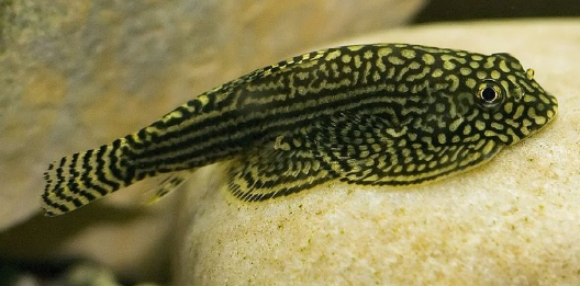 Hill Stream Loach