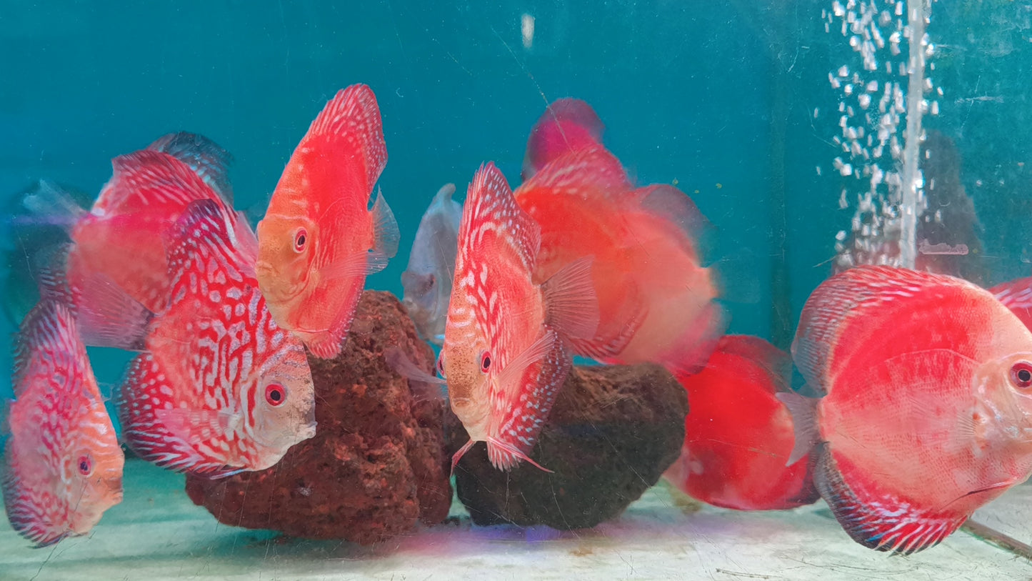 Discuss Fish