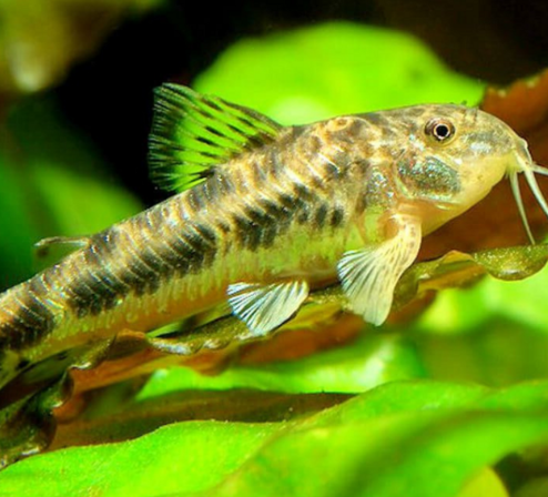 Indian Catfishes Nano