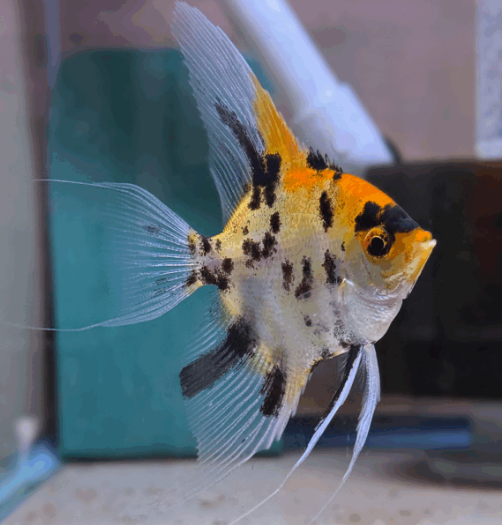 Koi Angel Fish