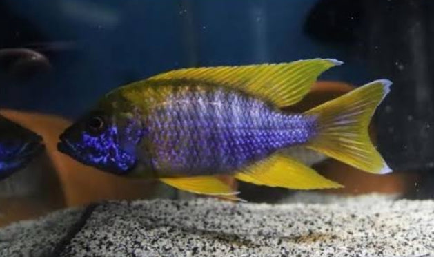 The Lemon Jake Peacock Cichlid (Aulonocara jacobfreibergi)