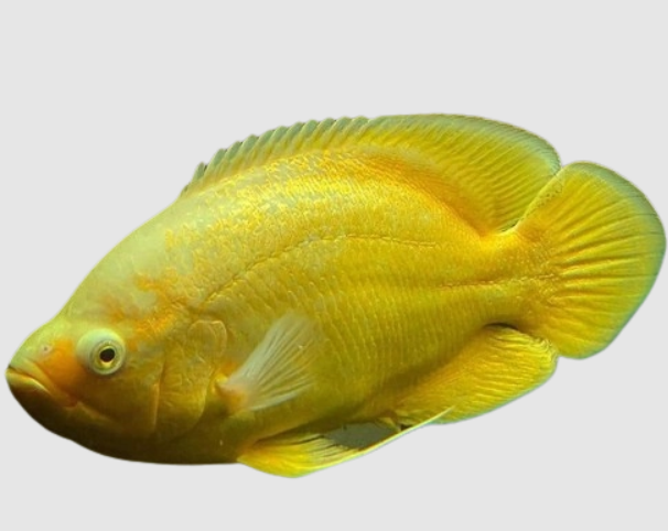 Lemon Oscar