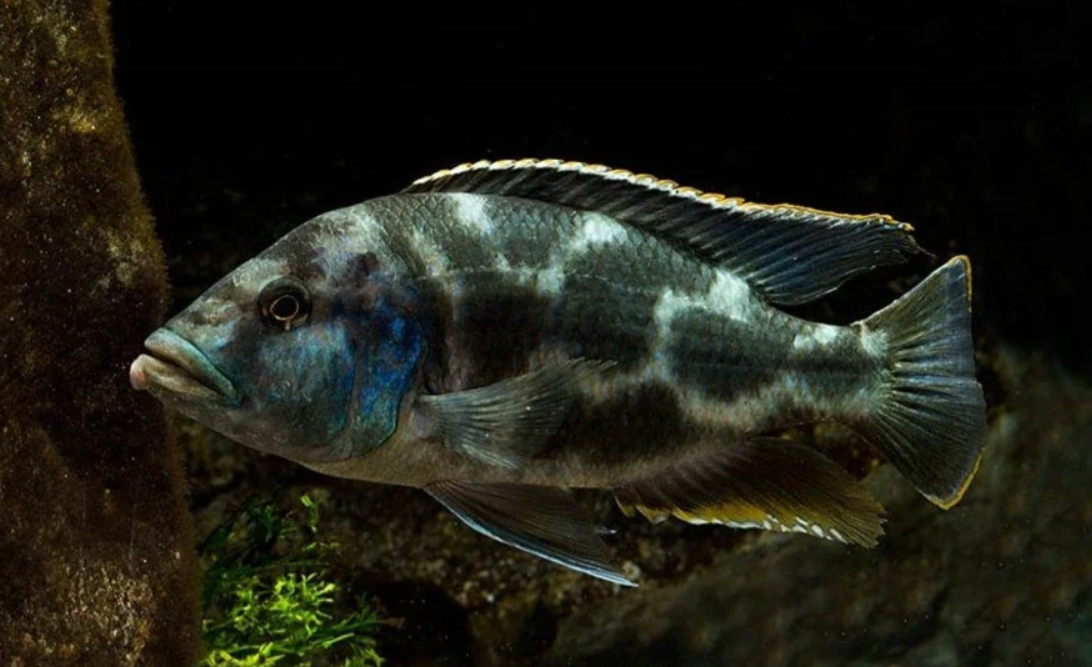 Living stonni Cichlid