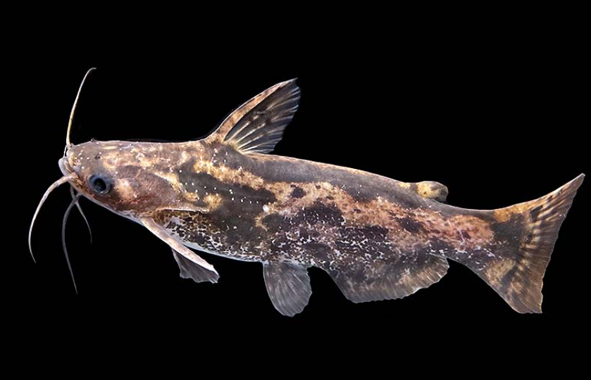 Local Driftwood fish
