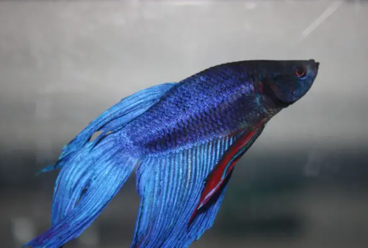 Local betta