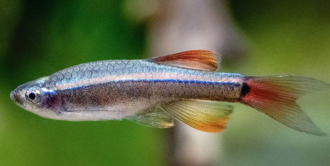 Minnow Tetra.