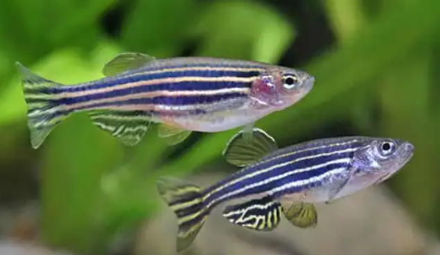 Mixed Zeebra fish
