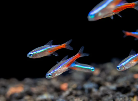 Neon tetra