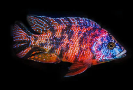 OB Red Peacock 3 inches