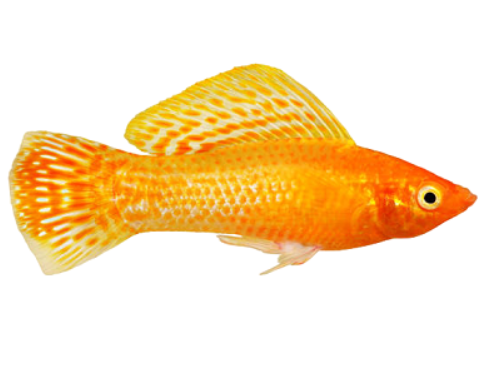 Orange Molly