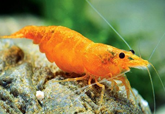 Orange Shrimp