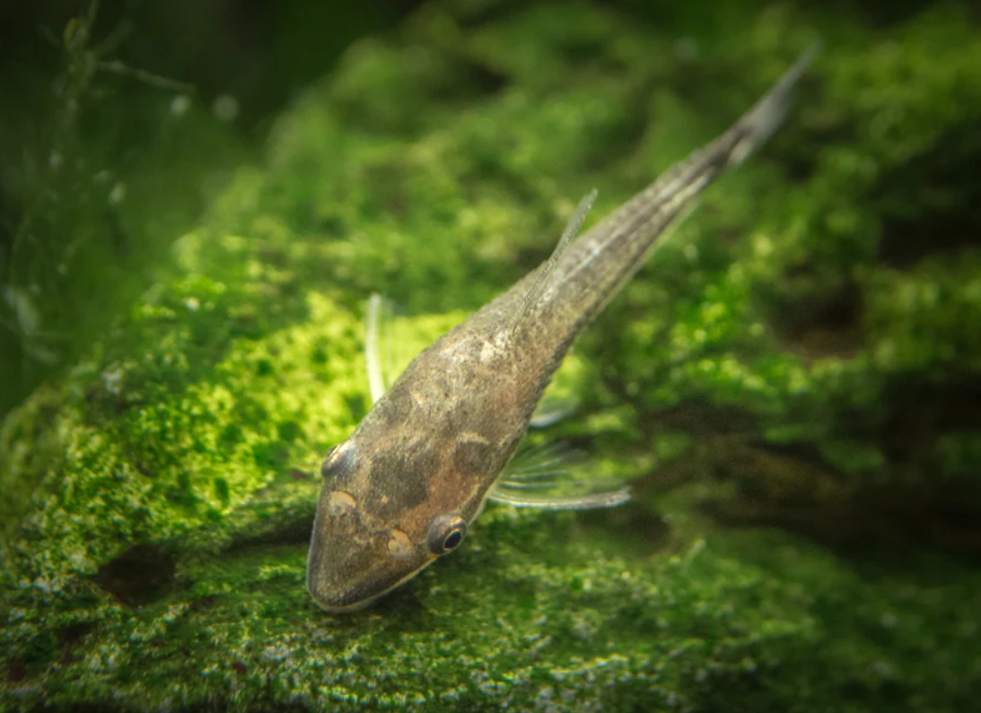 Otocinclus catfish
