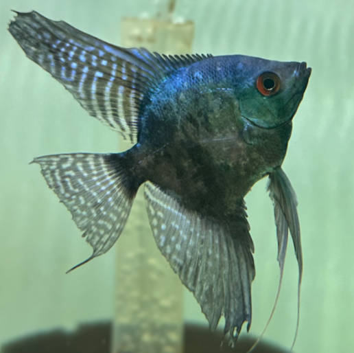 PINOY ANGEL FISH