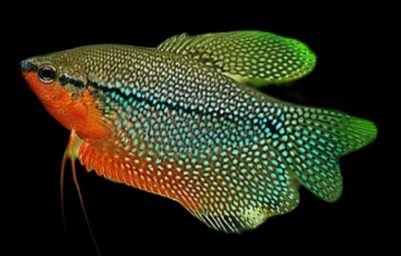 Pearl Gourami