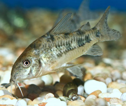 Peppar Cory