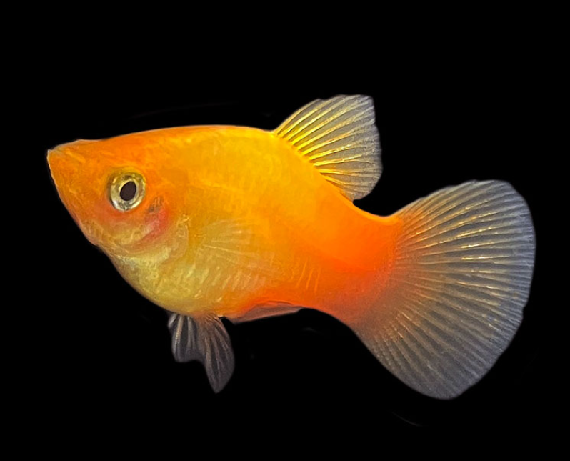 Platy
