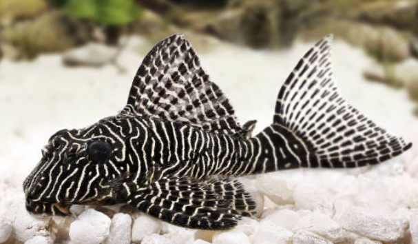 Pleco