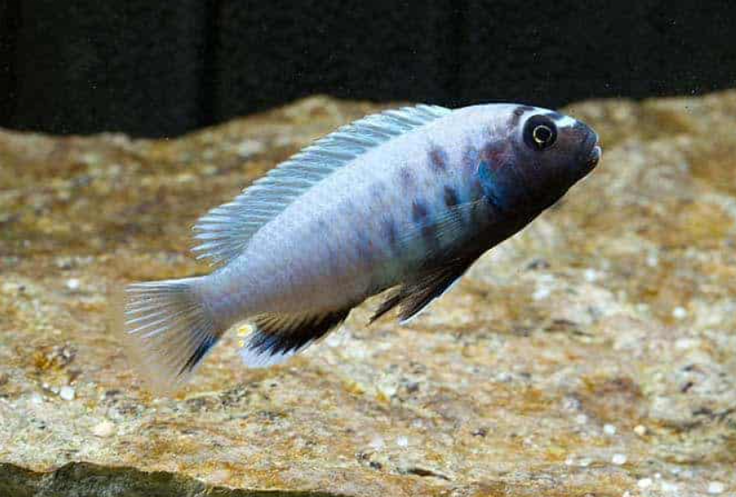 Polit Cichlid