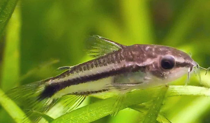 Pygmy Cory