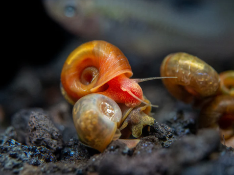 Ramshorn Snails