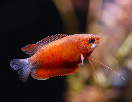 Red GOURAMI