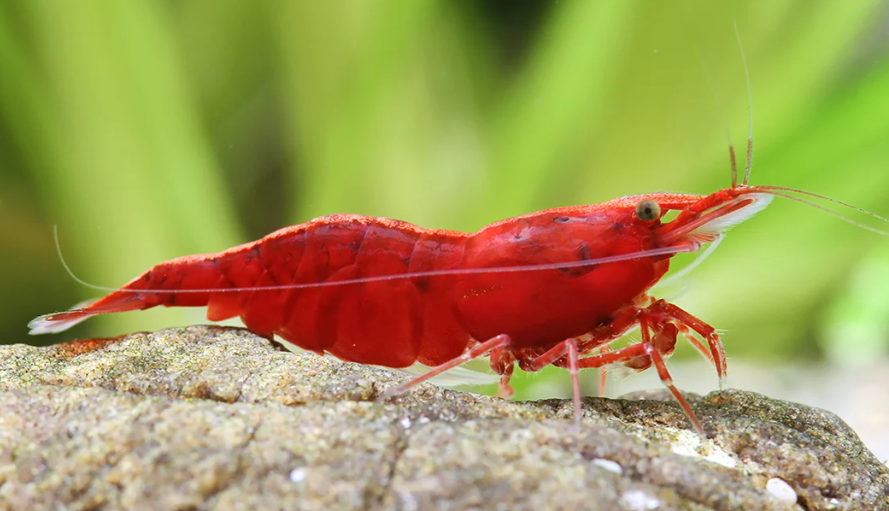 Red Shrimp