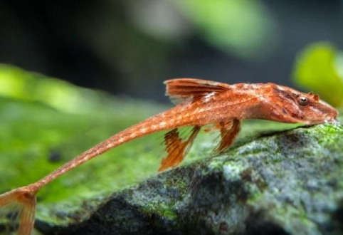 Red Whiptail 2"