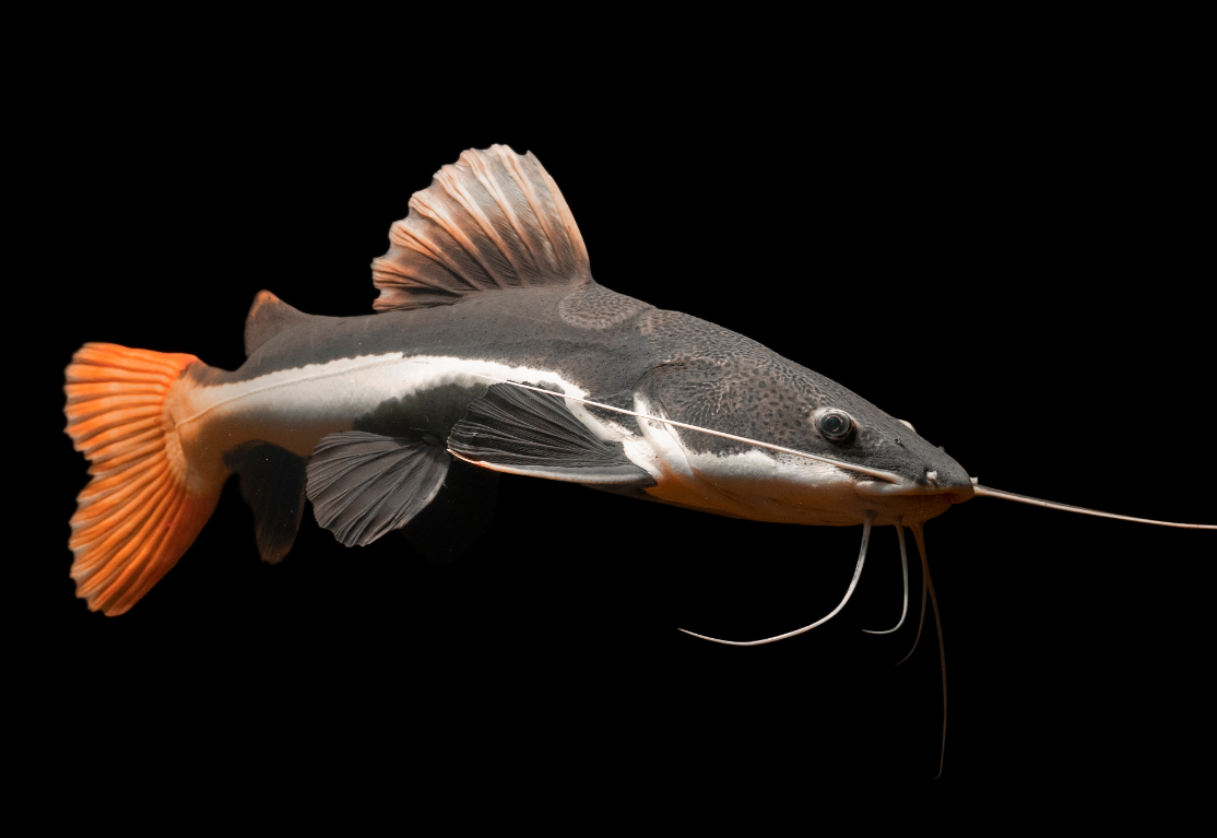 Red tail catfish