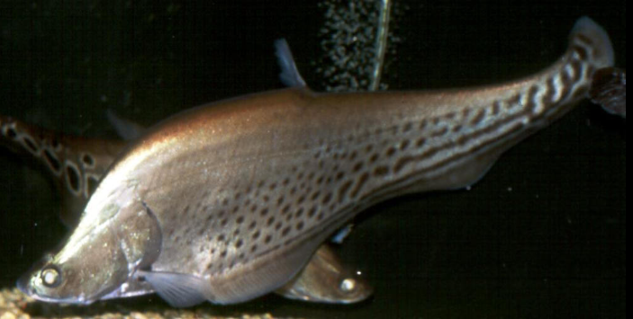Royal Clown Knife 10