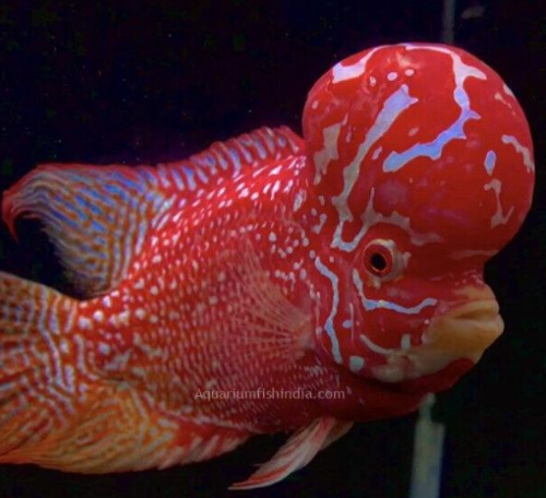 SRD Flower Horn 6 inch