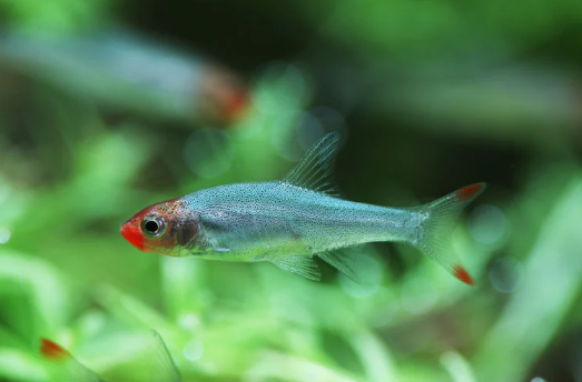 Sawbwa Naked Rasbora