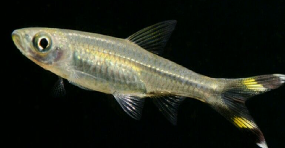 Scissor Tail rasbora
