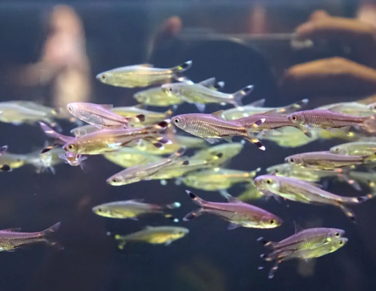 Scissortail Rasbora
