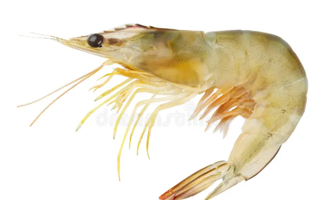 Indian Shrimps