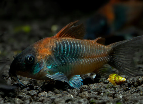 Venujuia Cory