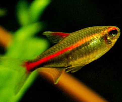 Glow Light Tetra