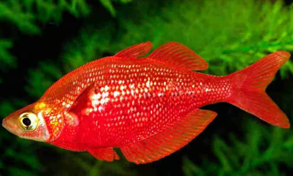 Red Rainbow