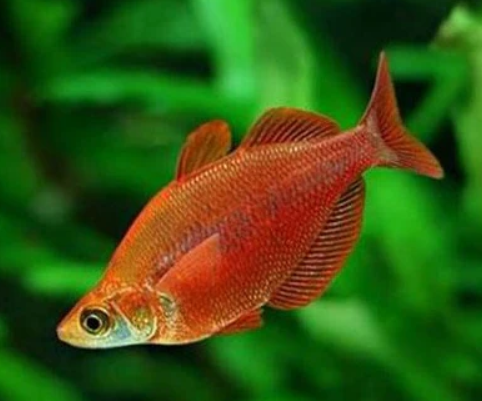Red Rainbow