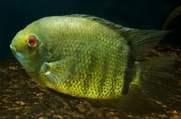 Green Rotkil Severum 4"+