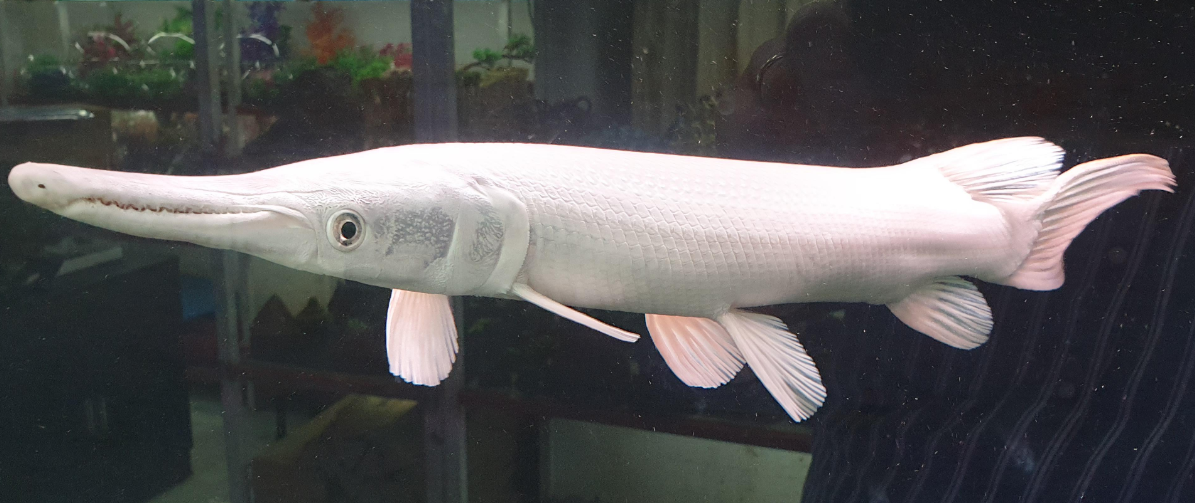 Platinum Alligator Gar (13")