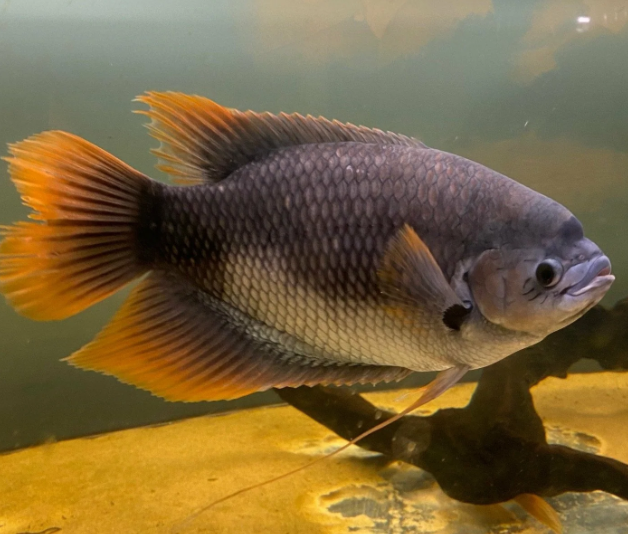 Red Tail Gient gorami (6")