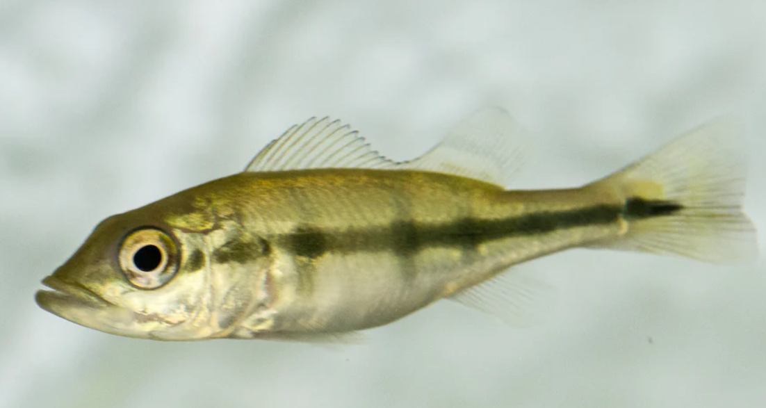 Orinoco Pecockbass (7.5")