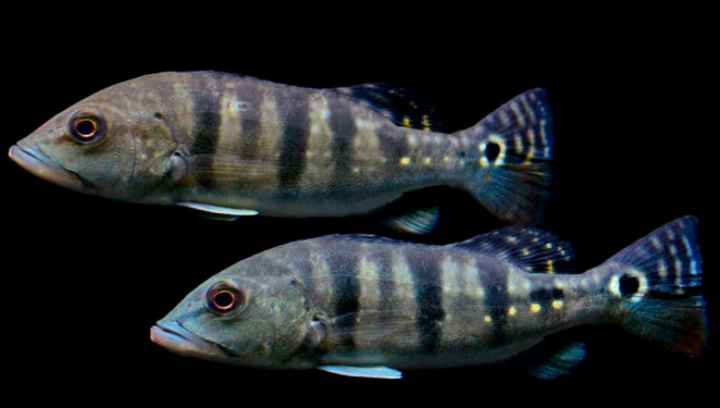 Azul pecockbass (7.5")