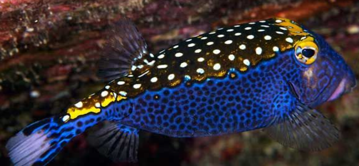Spotted Azul(7.5-8")