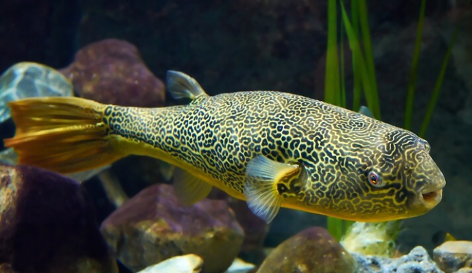 MBU Puffer(12")