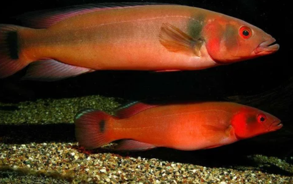 Adabapo Red pike (9")