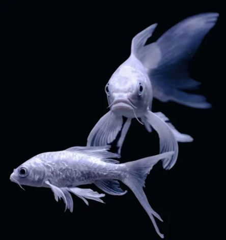 Shot Body Butterfly Koi (8" )
