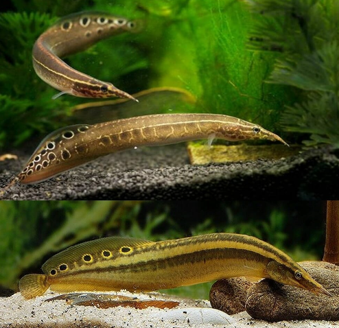 Peacock Eel